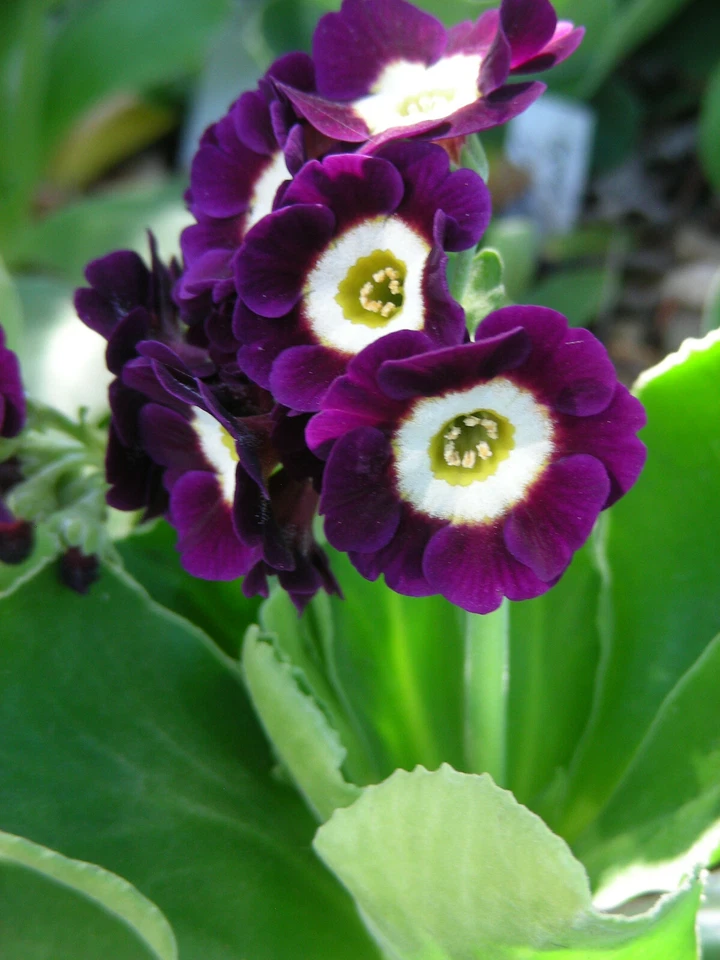 Garden or Border Auricula : Blues, Purples : 60 Seeds : Alpine Primula   - Image 3 of 4