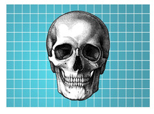Skull All Weather Vinyl Sticker/Decal Skulls