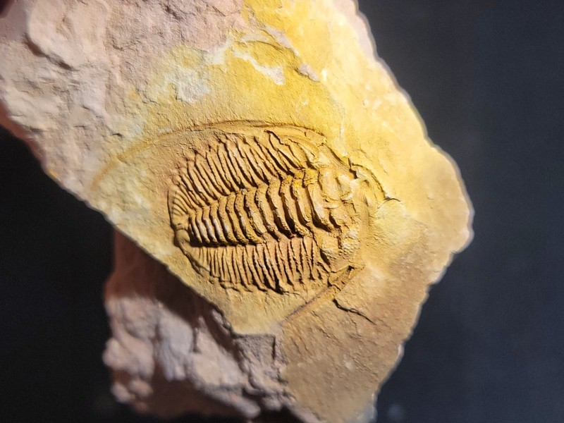 Great Sinosaukia daliensis Trilobite Fossil From the Cambrain of China