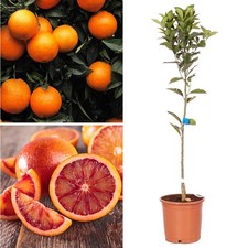Citrus Blood Orange  - Blood Orange tree 4L pot 70-80cm Grafted plants