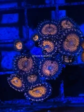 CE- WYSIWYG Crybaby Zoa Zoanthid Frag Live Coral LPS SPS #R1GE9