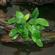 BUY 2 GET 1 FREE Anubias Barteri Easy Live Aquatic Plants Aquarium Plants
