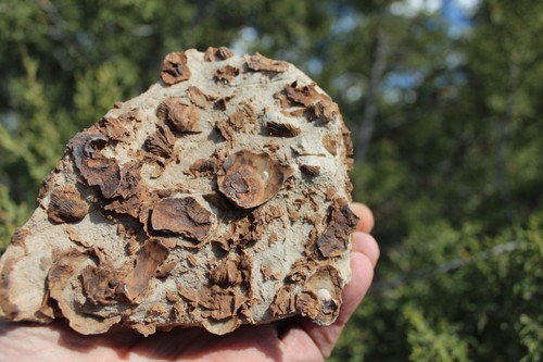 RARE Locality - Superb Display Specimen - Brachiopod/Shell Fossil - DEVONIAN