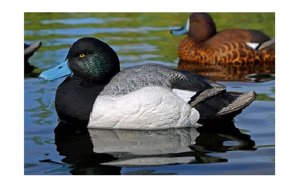 Dakota Decoy 21000 X'Treme Bluebill Duck Decoys 6 Pack w/ 4 Drakes and 2 Hens - Image 2 of 2