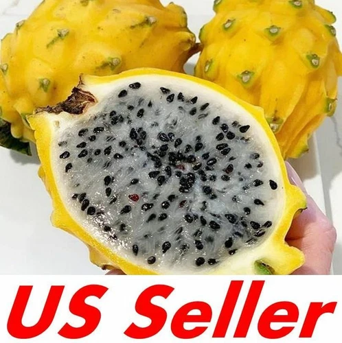 25 Seeds Yellow Dragon Fruit Seeds E66, pitahaya Hylocereus Megalanthus Seeds
