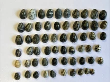 Kupee Nerite Hawaiian Seashells ~ Lot Of 60 ~ RARE COLORS ~ READ DESCRIPTION