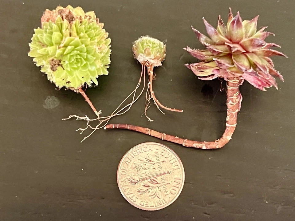SALE on 10 Baby Sempervivum 10 varieties of Healthy Hens & Chicks +/- 1 in size - Image 4 of 4