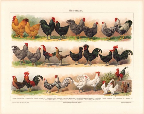 c1900 FARM HENS ROOSTERS CHICKENS VARIETIES COLOR CHROMOLITHOGRAPH @10x13 - Bild 1 von 2