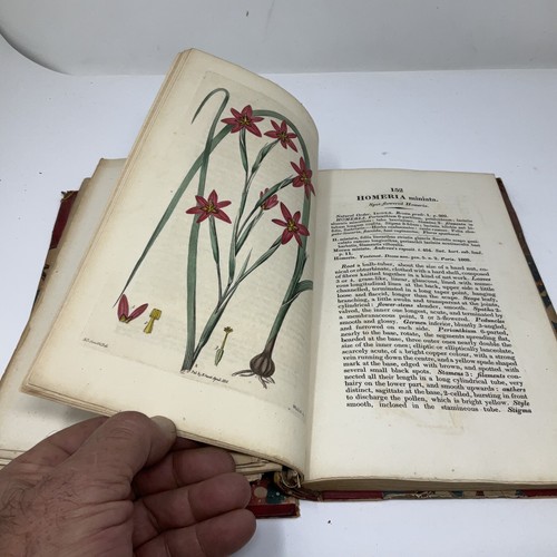 The British Flower Garden by Robert Sweet 1825 to 1827 antique Volume 2 colored - Imagen 12 de 12