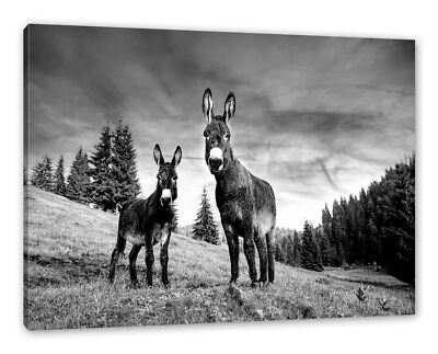 Esel auf Wiese in der Dämmerung, Monochrome, Leinwandbild