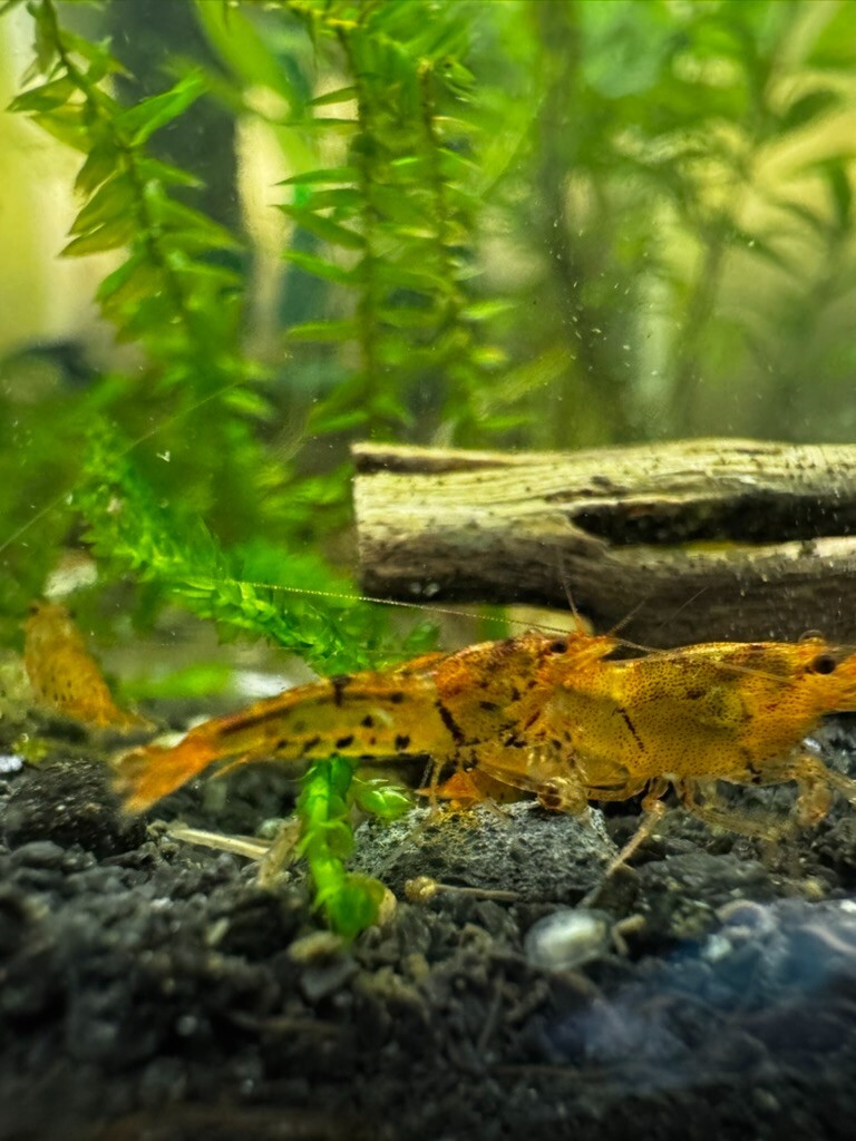 10+1 Tangerine Tiger Caridina in Neo Parameters