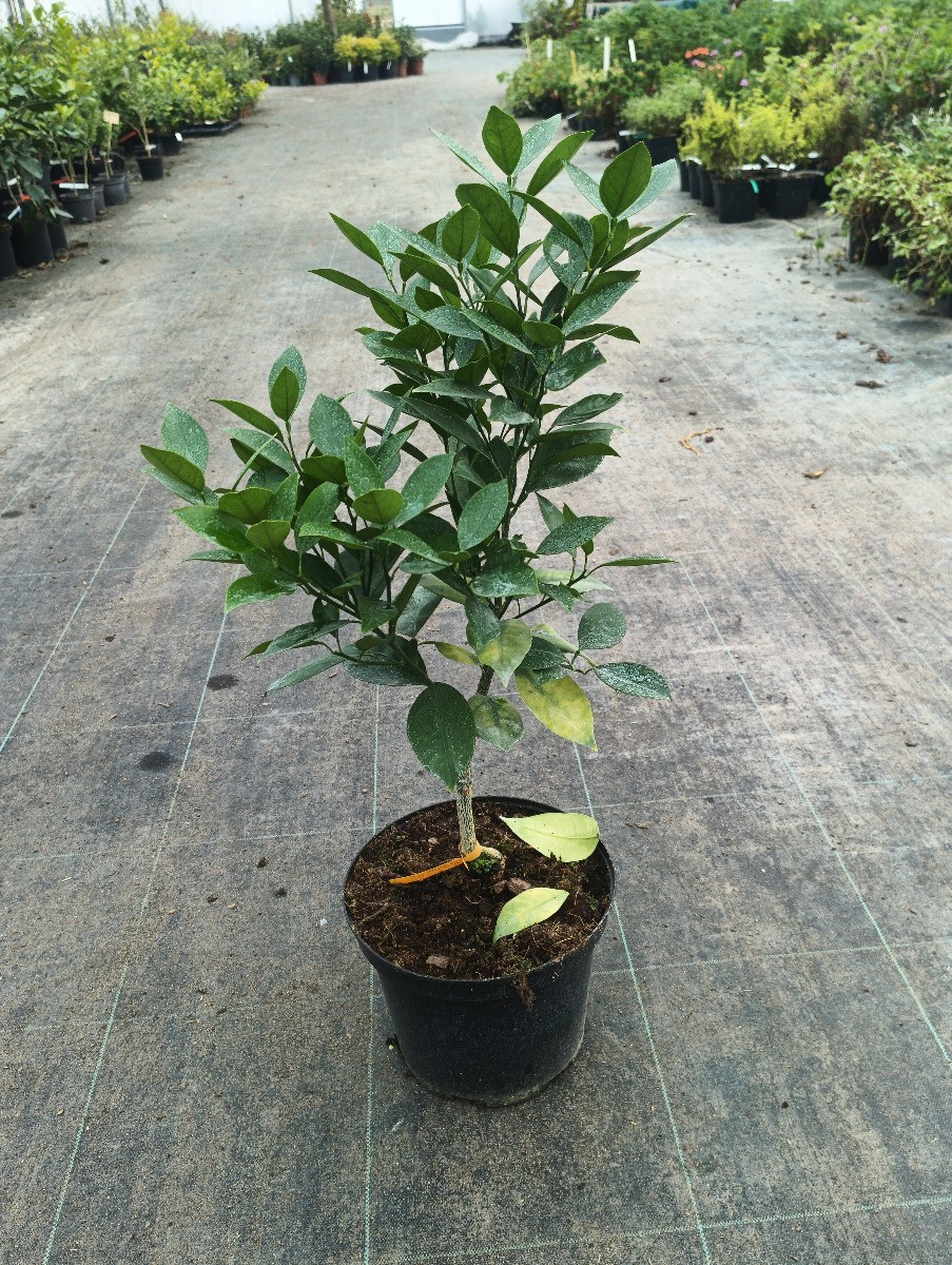 Oranger greffé FA5 Citrus sinensis Valencia Red de qualité supérieure