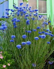 250 TALL BLUE BACHELOR BUTTON SEEDS CORNFLOWER FRESH FOR YOUR FLOWER GARDENS
