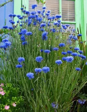 250+ TALL BLUE BACHELOR BUTTON SEEDS CORNFLOWER FRESH FOR YOUR FLOWER GARDENS