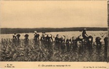 CPA VIETNAM On Procede au Repiquage du Riz INDOCHINA (1222332)