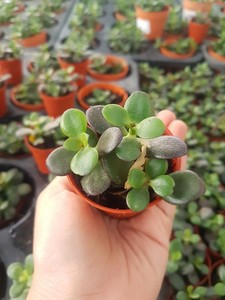 New 1 Tree Crassula Lactea Ovata Jade Plant Money Plant Dollar - image is loading new 1 tree crassula lactea ovata jade plant