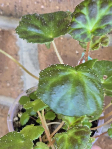 Begonia luzhaiensis rare terrarium, greenhouse plant Multi Planted - Picture 5 of 13