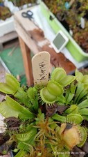 Dionaea Muscipula "Galaxy" Venus Fly Trap-piante carnivore Carnivorous Plant