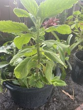 Hot Spicy Mexican Oregano Origanum vulgare 20" -24"