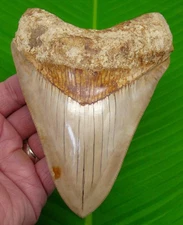 5.56 “ MEGALODON SHARK TOOTH Real Fossil w/ Display Stand - Indonesian
