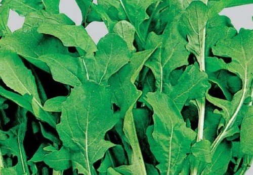 1000 SEMI SEMI DI RUCOLA COLTIVATA A FOGLIA LARGA-RUGHETTA RICETTE CUCINA INSAL - Imagen 2 de 5