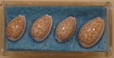 Cypraea Catholicorum 4 Shells 12-14mm Guadacanal,Solomon Islands
