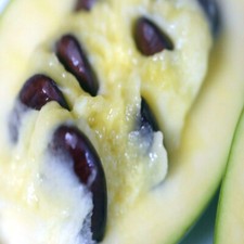 STRATIFIED PawPaw Fruit Tree Seeds (Asimina Triloba) INDIAN BANANA Hardy