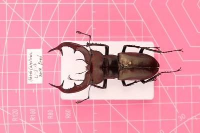 Lucanus elaphus 58mm+ Large Male...!!!