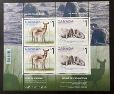 CANADA - 2005 : White-tailed Deer (Odocoileus virginianus), Atlantic Walrus