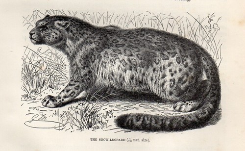 Stampa Antica 1894 = LEOPARDO DELLE NEVI = Felini Mammiferi = Old Print