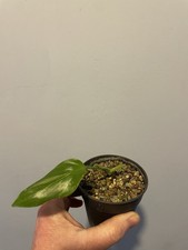 Philodendron tripartitum Aroid - Ableger (bewurzelt)