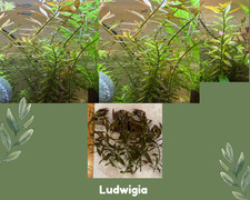 Ludwigia - Live Aquatic plant, Live Aquarium Plant