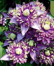 20 SEEDS Violet Purple CLEMATIS rare flower exotic vine bush plant USA Seller