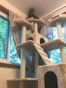 huge cat tree