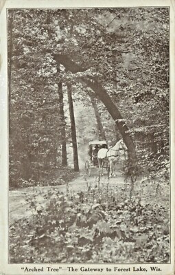 A View Of The ''Arched Tree'', The Gateway To Forest Lake, Wisconsin WI 1914