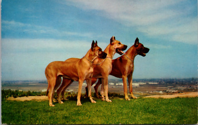 Danes' Great Day! Three Great Danes Vintage Postcard
