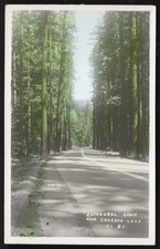 Canada CAMERON LAKE BC 1940s V.I. Cathedral Grove. Real Photo Postcard
