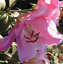 2 - JOSEPHINE ORIENTAL LILY Flower Bulbs - Perennial Eye Catching Blooms