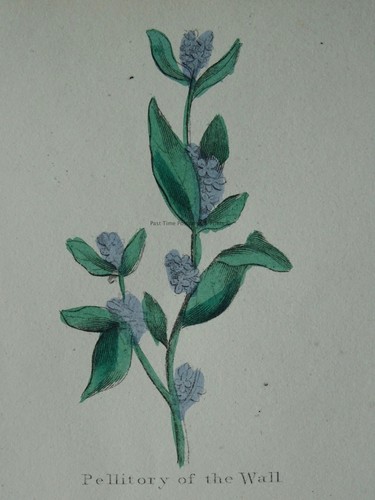 The Complete Herbal PLATE 15 Botanical illustration by Nicholas Culpeper c1850 - Picture 3 of 14