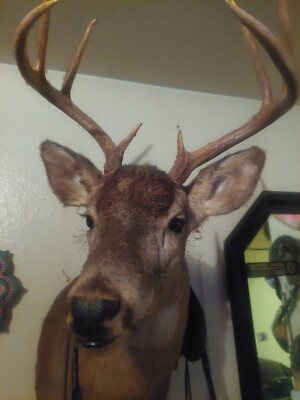 Shoulder Deer Mound
