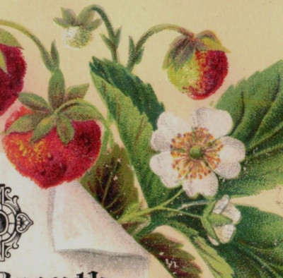 1877 Neroli Perfume For The Breath A.H. Fitch Jr. Mfg. Strawberry Lot Of 5 F114