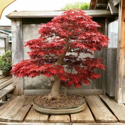Red Japanese Maple Bonsai Seeds | 10Pk 91% Germination W