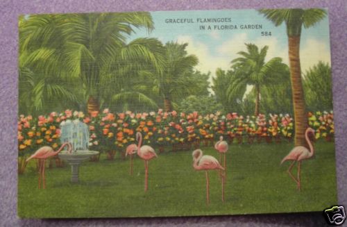 GRACEFUL FLAMINGOES - FLORIDA GARDEN 1941 POSTCARD - Picture 1 of 2