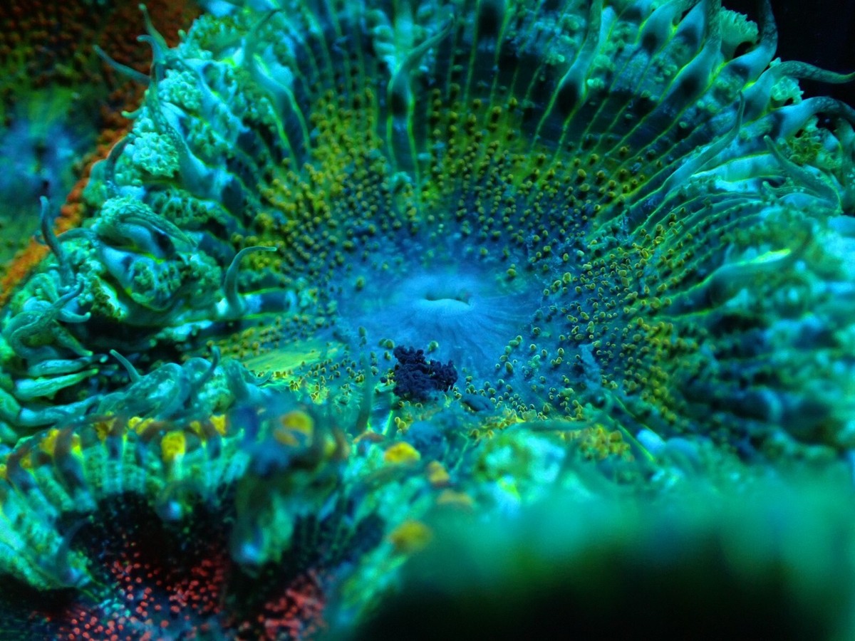 Rock Flower Anemone Uk Best Flower Site