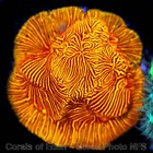 Corals of Eden ~ WYSIWYG Live Coral Frag ~ Golden Tiger Leptoseris Coral SPS — photo 6