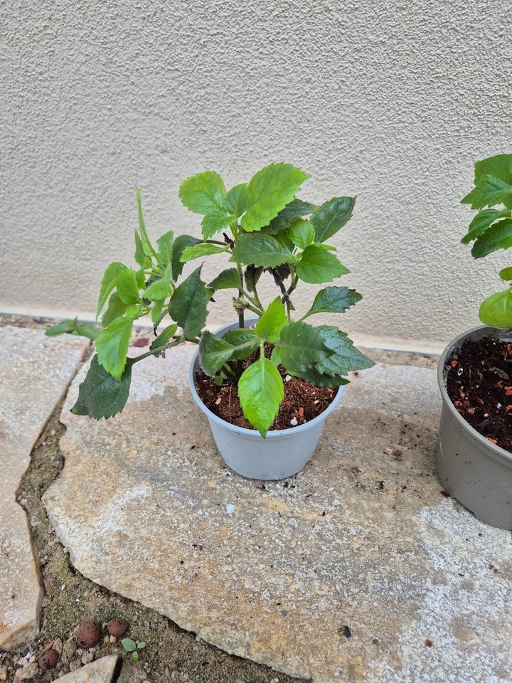 Harfenstrauch, Plectranthus 'Mona Lavender', 2x Jungpflanze, ca. 15/20 ...