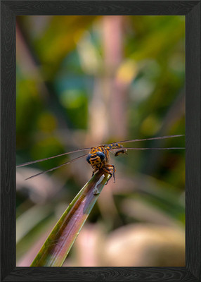 LIBELLE gerahmtes Wandbild Poster Leinwanddruck Bild