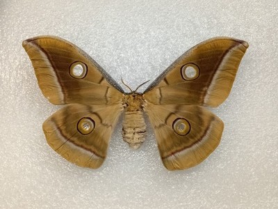 Chinesische Eiche Seidenmotte, Antheraea pernyi, Flügel ausgebreitet, A-, echtes Insekt