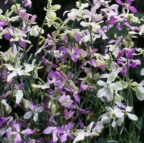 NIGHT SCENTED STOCK FLOWERS 125 SEEDS MATTHIOLA BICORNIS FRAGRANT - Image 4 of 4