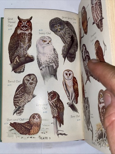 Vtg 1949 Book Audubon Land Bird Guide Birds of Eastern Land Birds - Picture 16 of 19